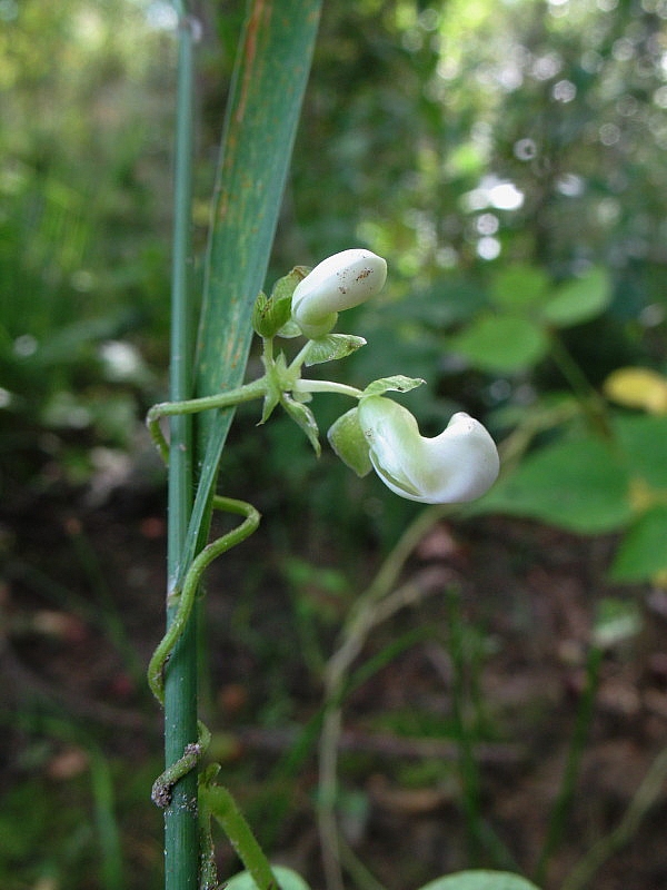 Phaseolus vulgaris (door Rutger Barendse)