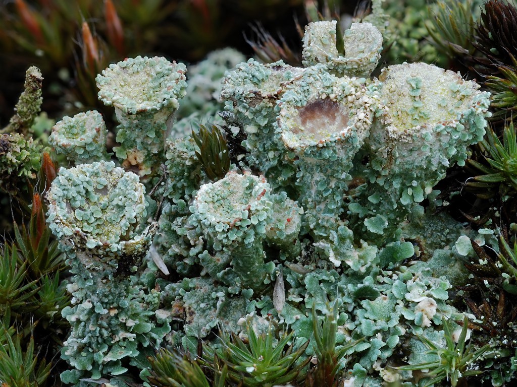 Cladonia borealis (door Arjan de Groot)