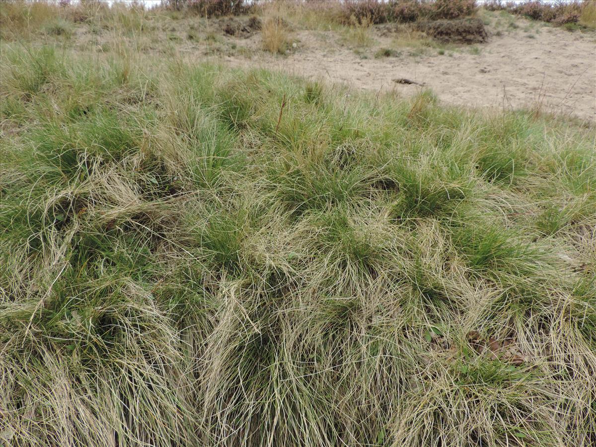 Nardus stricta (door Wim van der Neut)