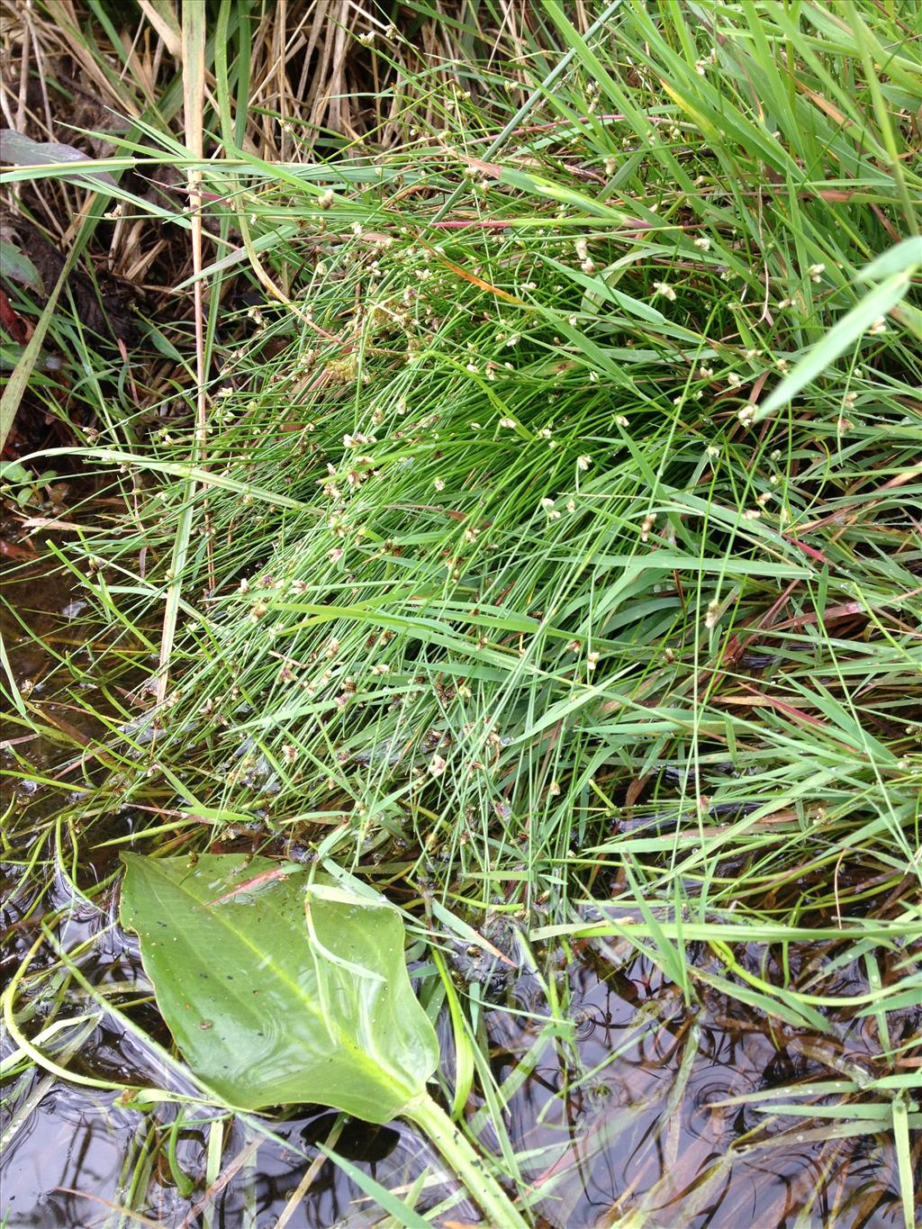 Isolepis setacea (door Albert Dees (Aquon))