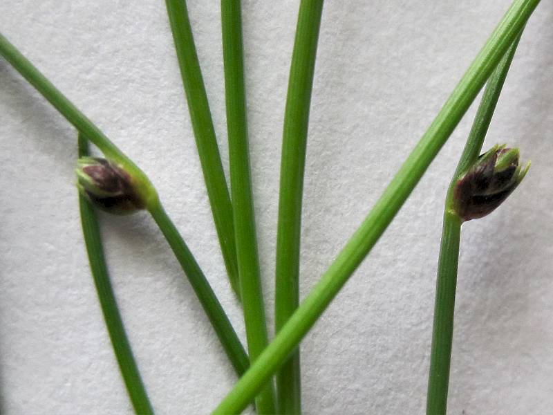 Isolepis setacea (door Grada Menting)