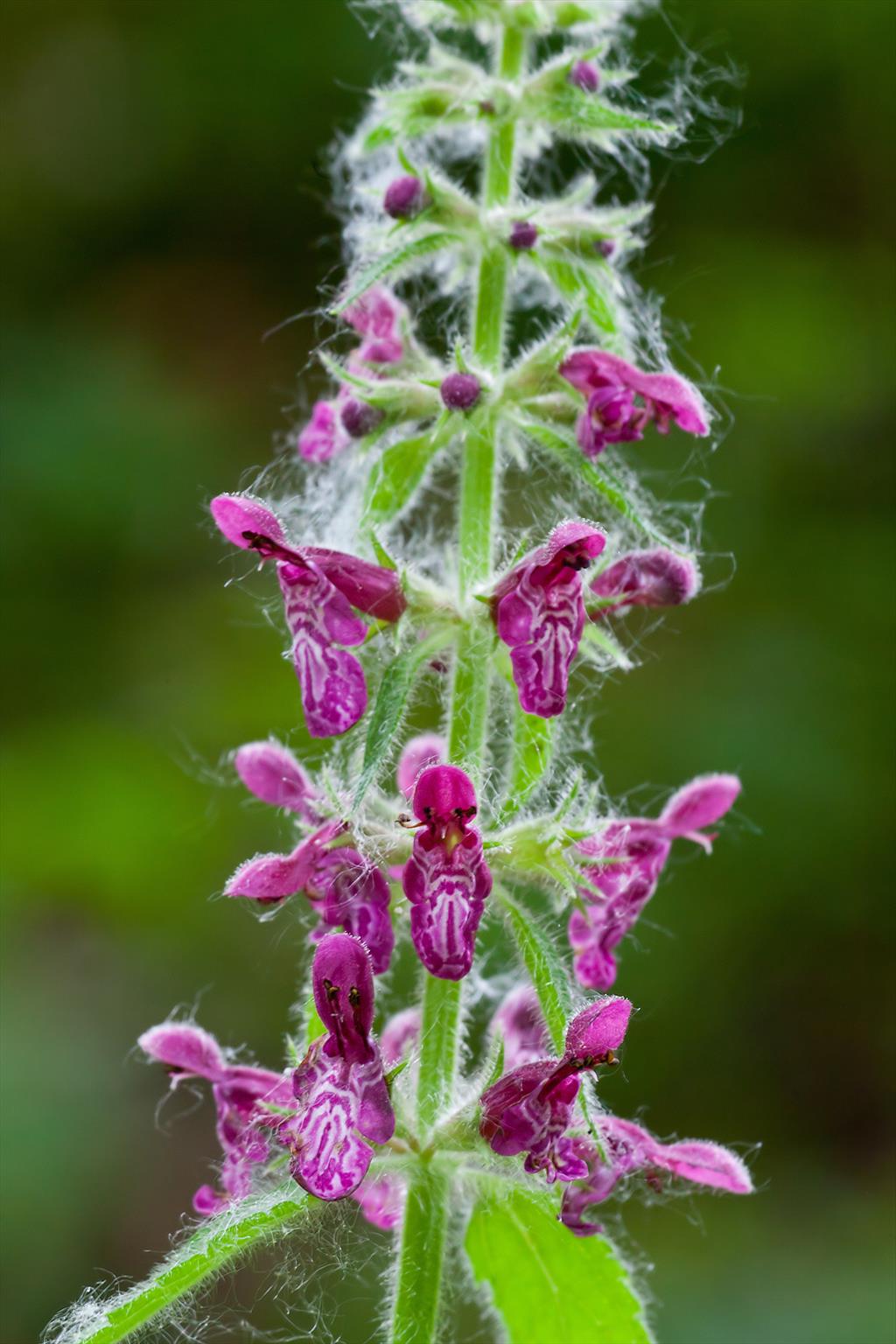 Stachys sylvatica (door John Breugelmans)