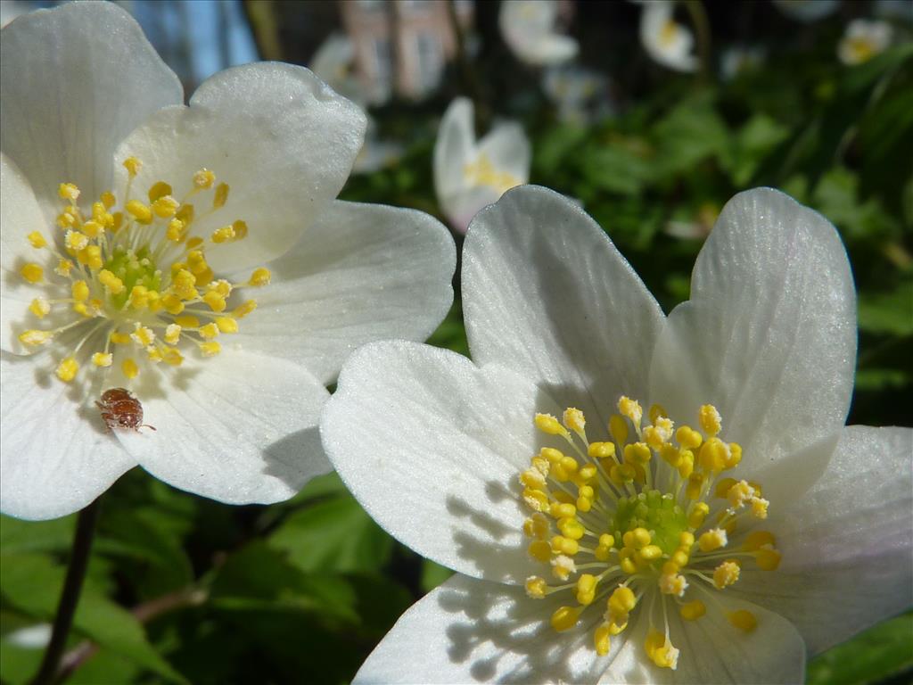 Anemone nemorosa (door Koen van Zoest)