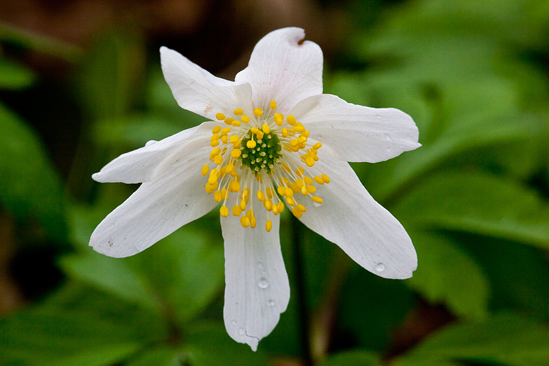 Anemone nemorosa (door John Breugelmans)