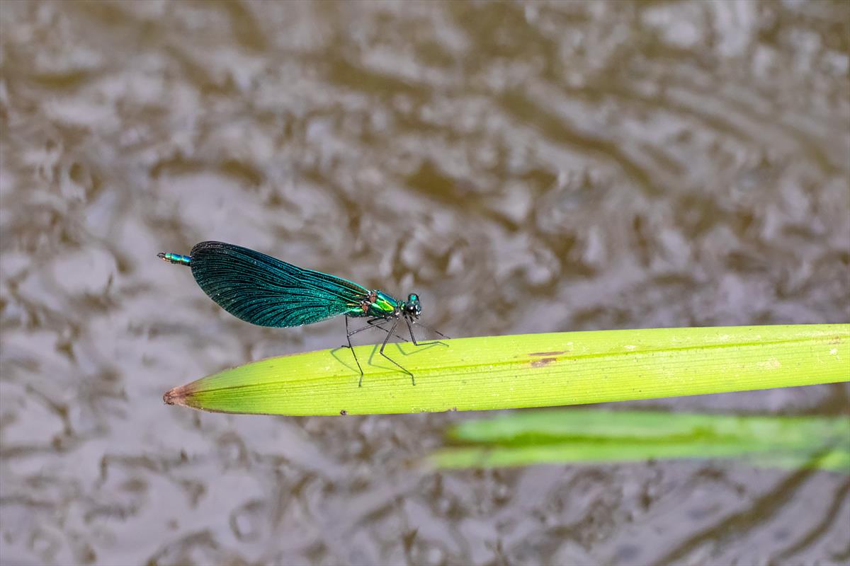 Calopteryx virgo (door John Breugelmans)