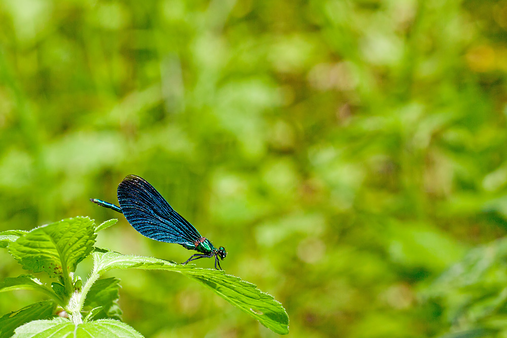 Calopteryx virgo (door John Breugelmans)