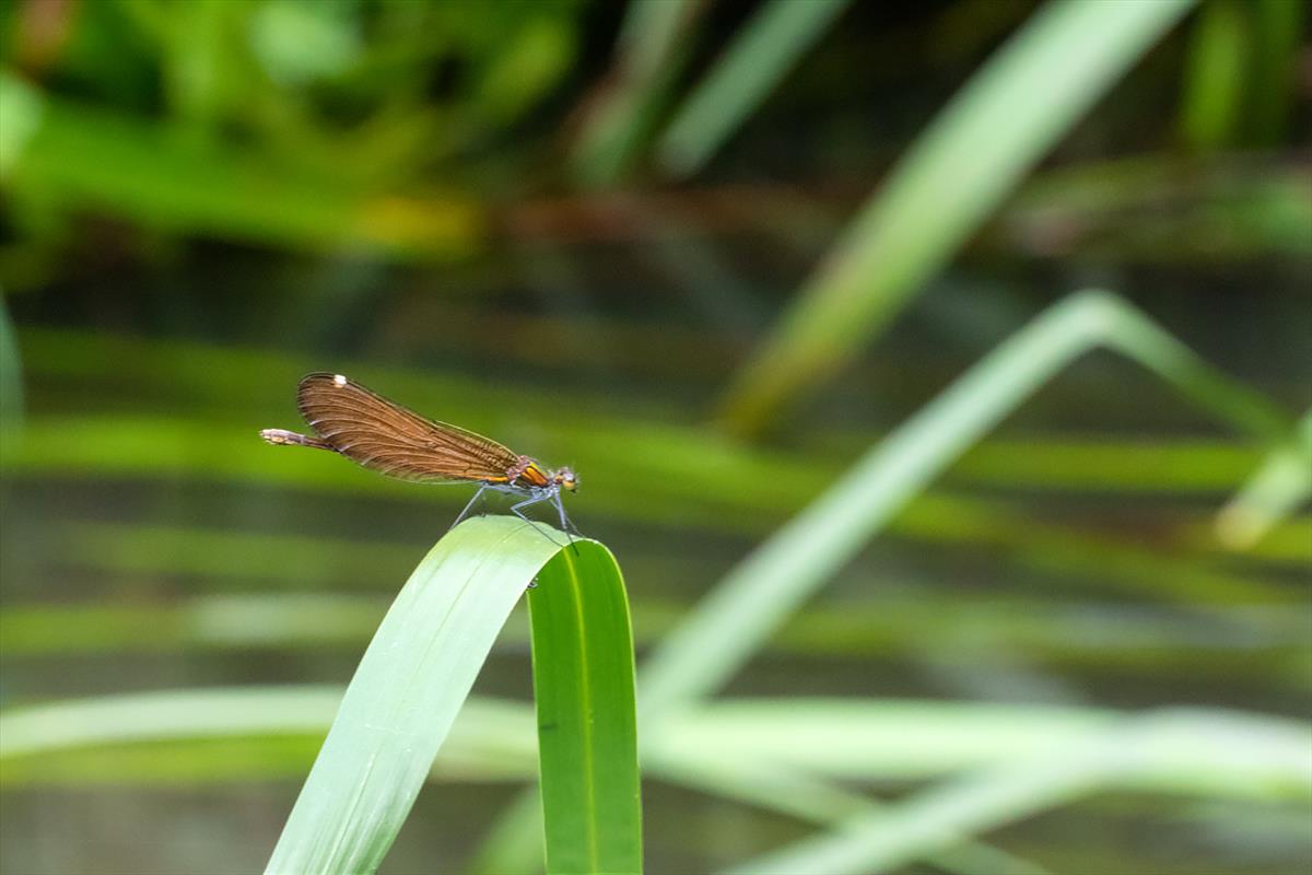 Calopteryx virgo (door John Breugelmans)