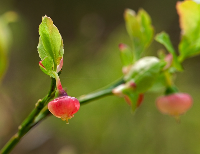 Vaccinium myrtillus (door Wijnand van Buuren)