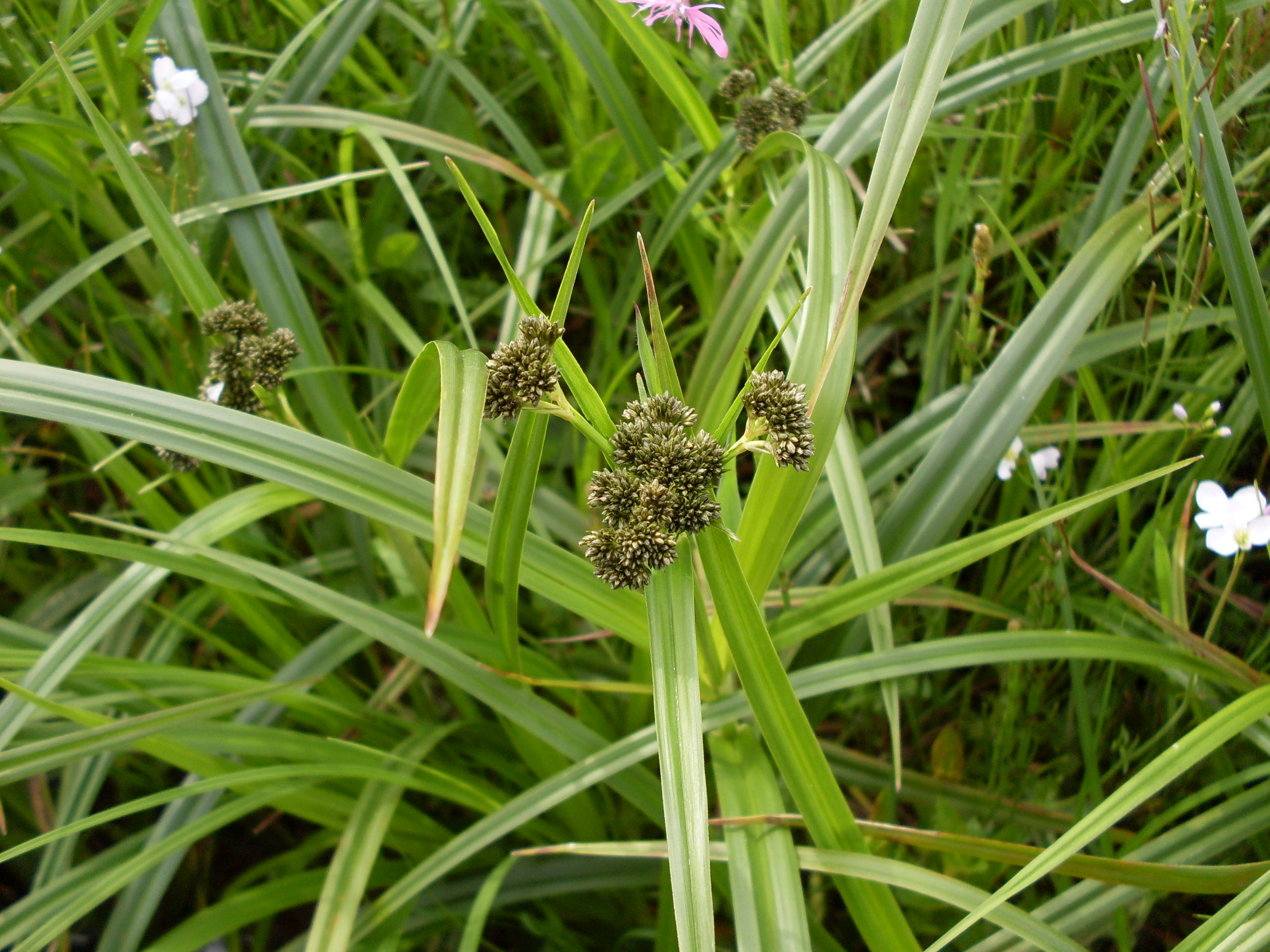 Scirpus sylvaticus (door Dick Kerkhof)