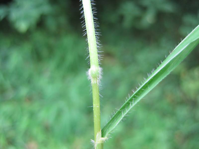 Brachypodium sylvaticum (door Grada Menting)