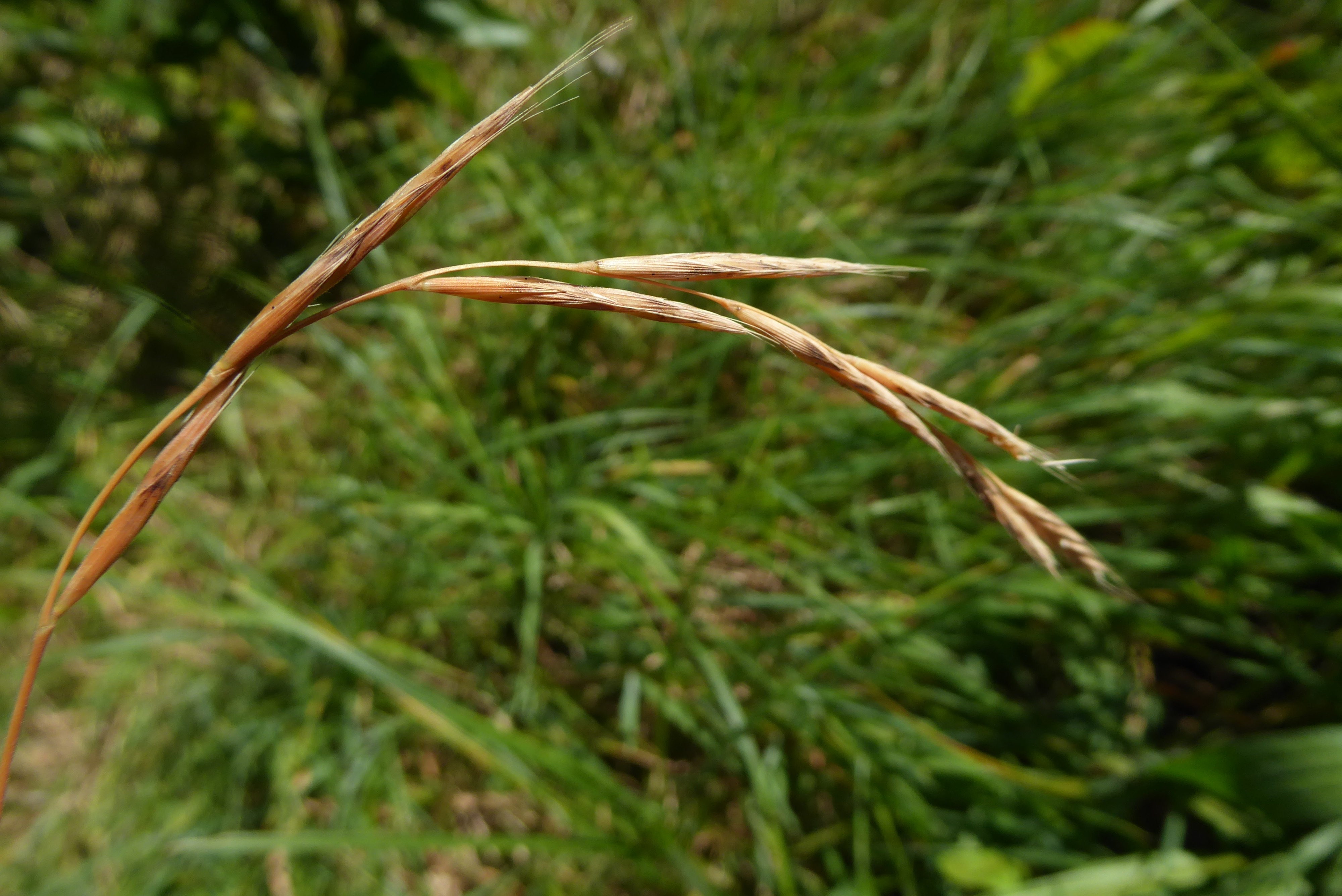 Brachypodium sylvaticum (door Koen van Zoest)