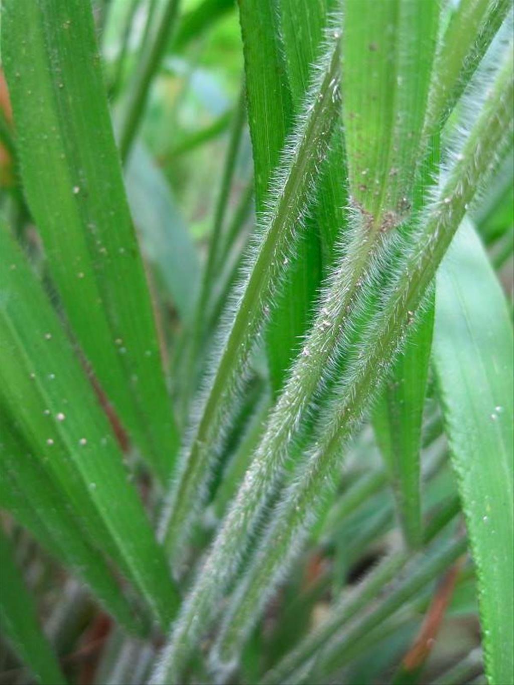 Brachypodium sylvaticum (door Grada Menting)