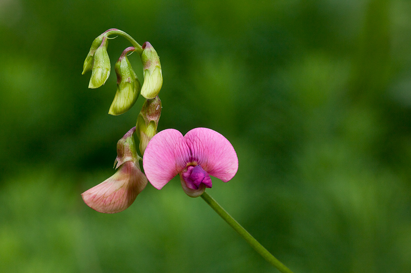 Lathyrus sylvestris (door John Breugelmans)