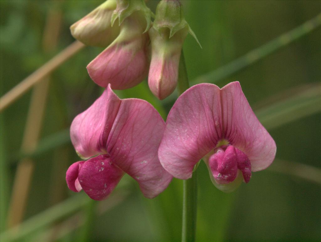 Lathyrus sylvestris (door Peter Hegi)