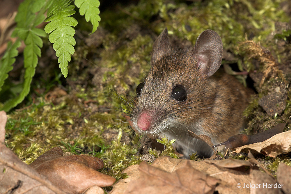 Apodemus sylvaticus (door Jelger Herder)