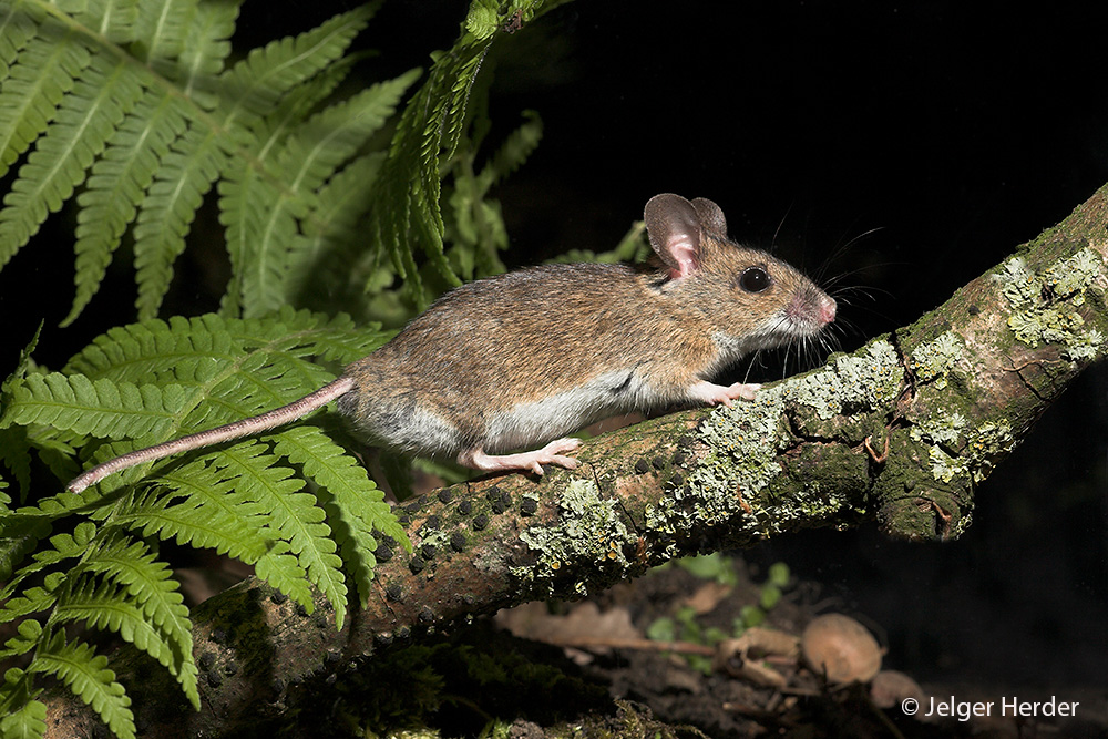 Apodemus sylvaticus (door Jelger Herder)