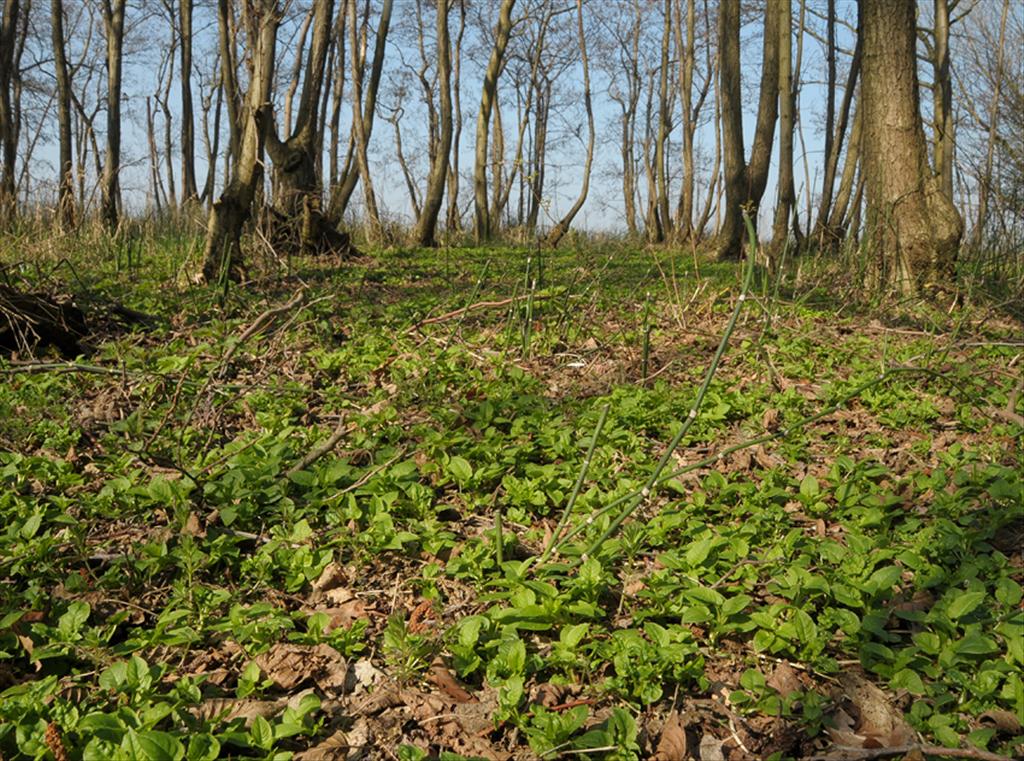 Stellaria nemorum (door Theo Muusse)