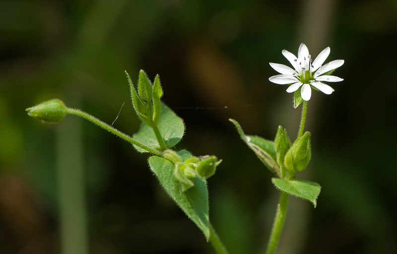 Stellaria aquatica (door Wijnand van Buuren)