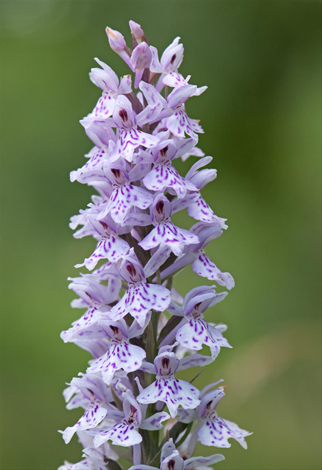 Dactylorhiza fuchsii (door Wijnand van Buuren)