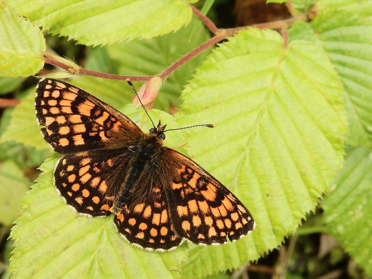 Melitaea athalia (door Kars Veling)