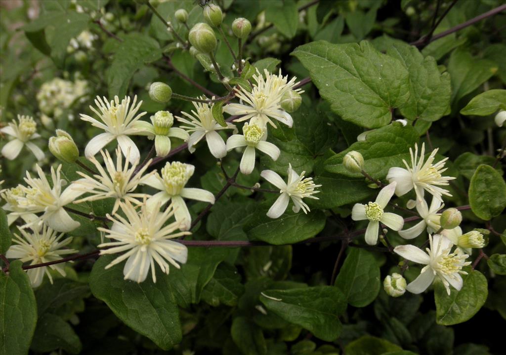 Clematis vitalba (door Bert Verbruggen)