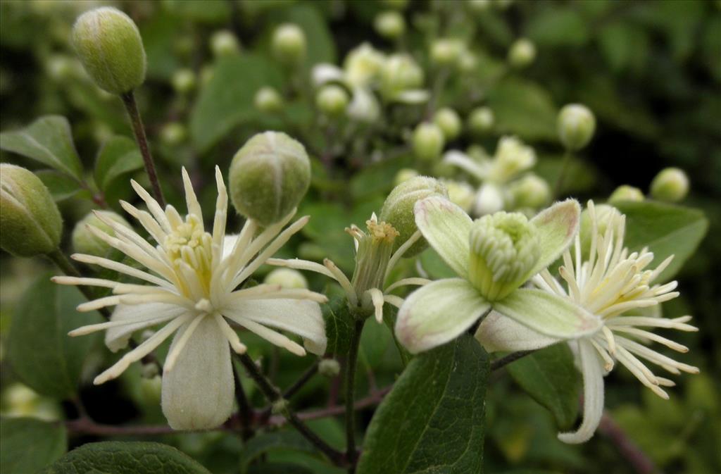 Clematis vitalba (door Bert Verbruggen)