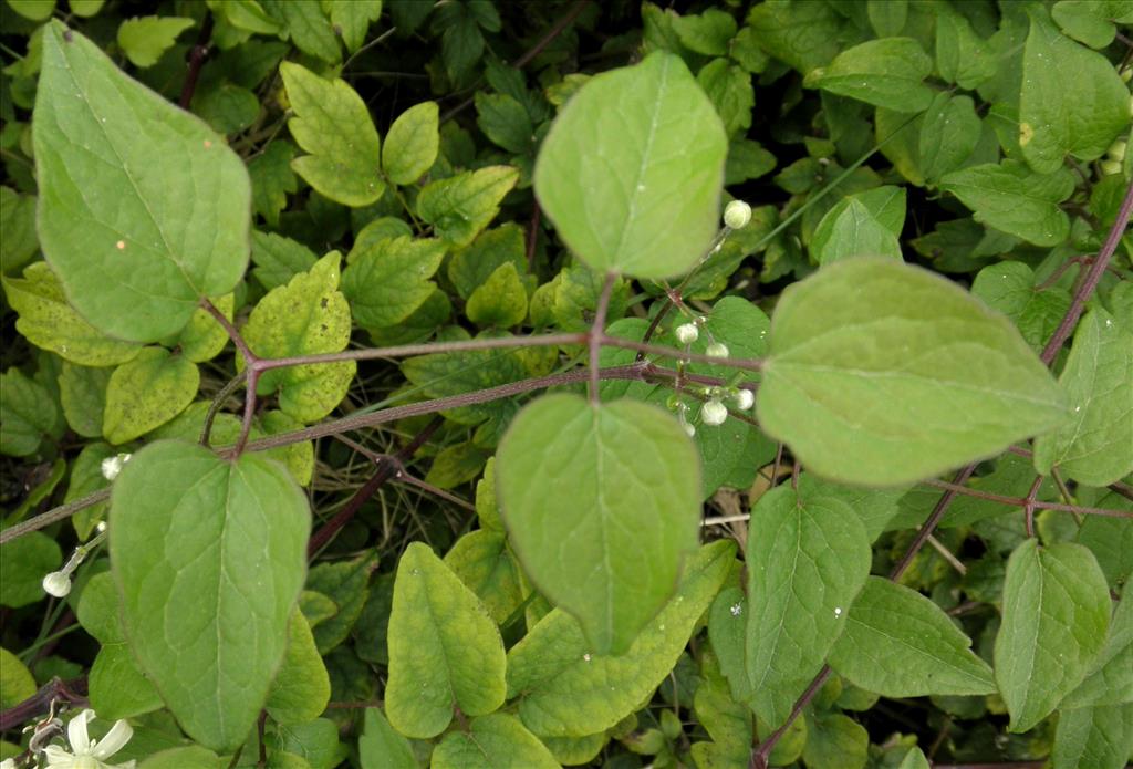 Clematis vitalba (door Bert Verbruggen)