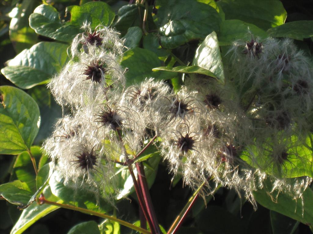 Clematis vitalba (door Koen van Zoest)