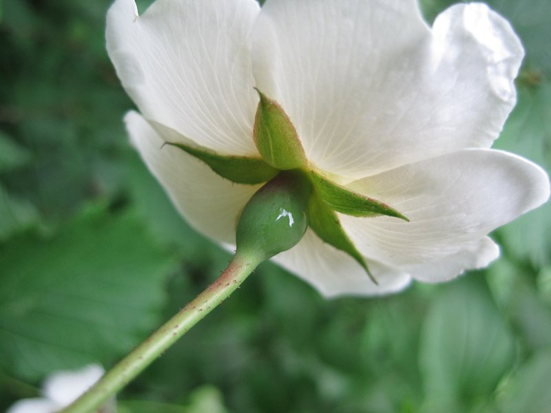 Rosa arvensis (door Grada Menting)