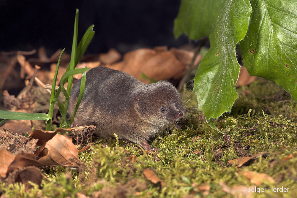 Sorex araneus (door Jelger Herder)