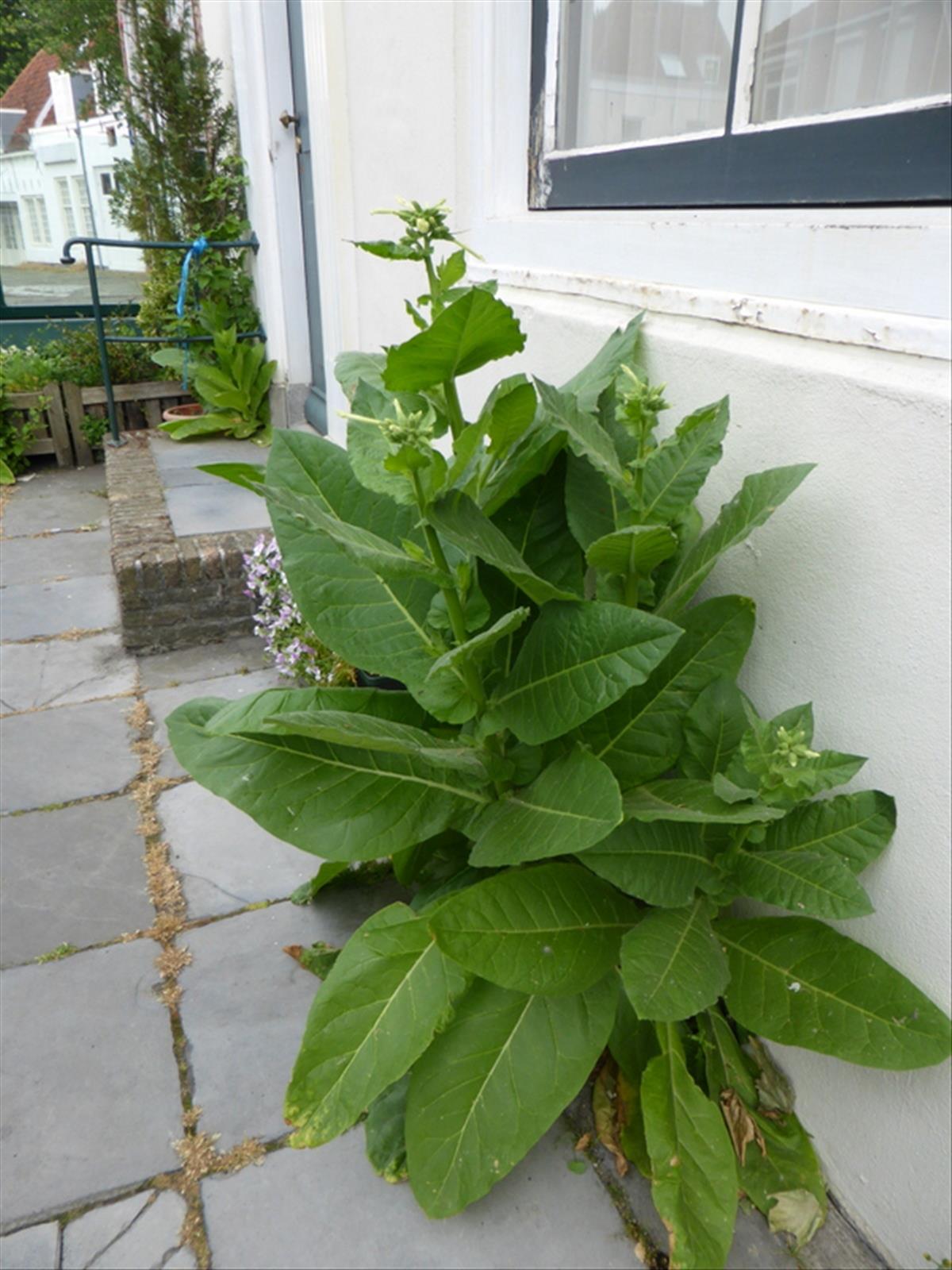 Nicotiana sylvestris (door Grada Menting)