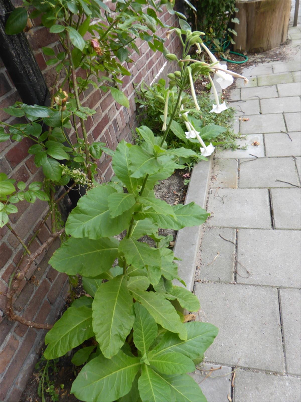 Nicotiana sylvestris (door Grada Menting)