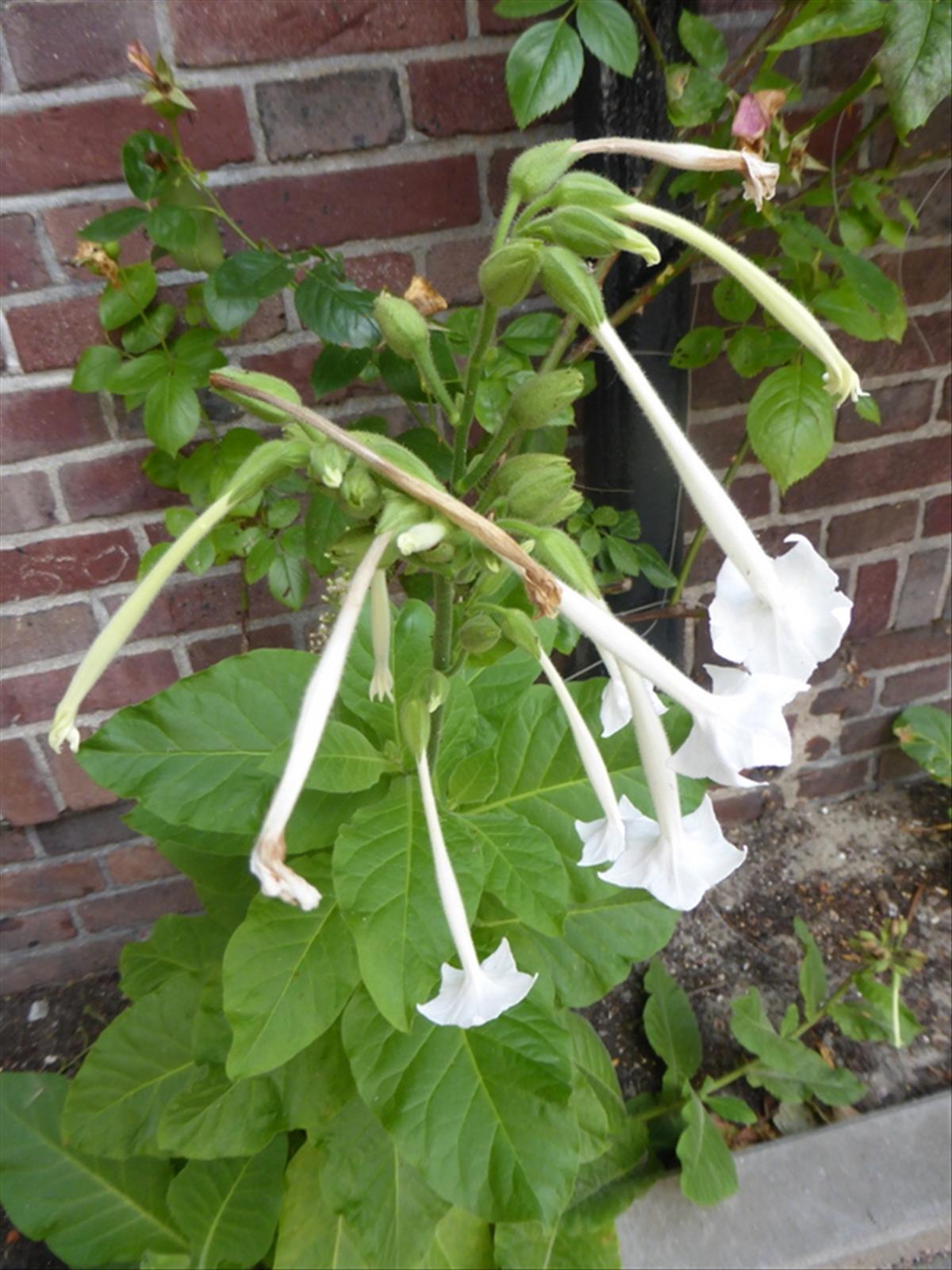 Nicotiana sylvestris (door Grada Menting)