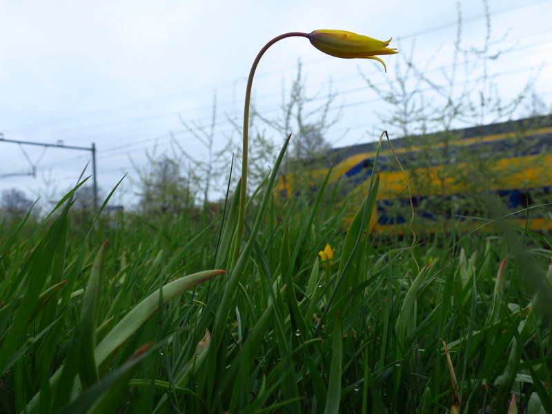 Tulipa sylvestris (door Grada Menting)