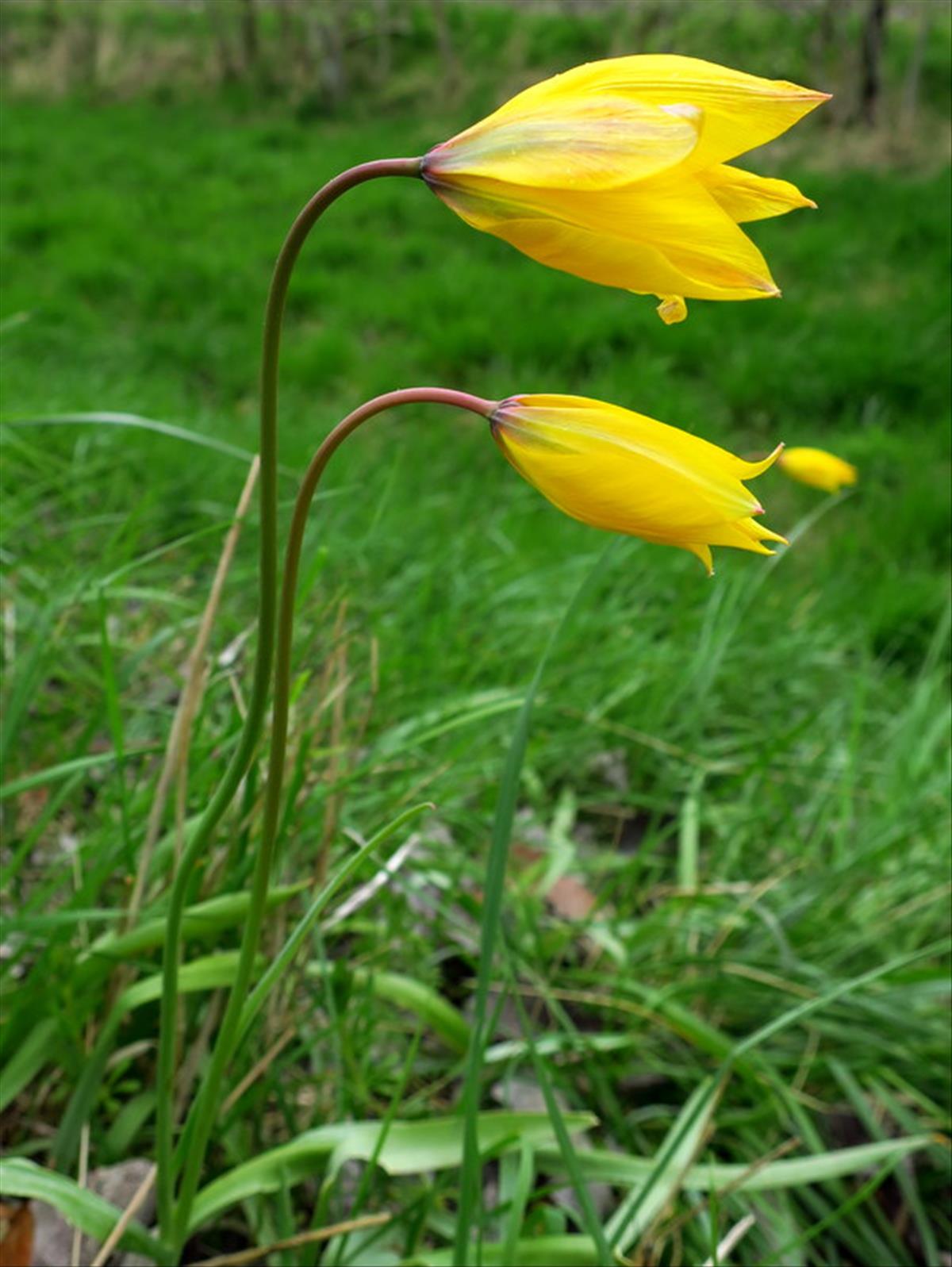 Tulipa sylvestris (door Grada Menting)