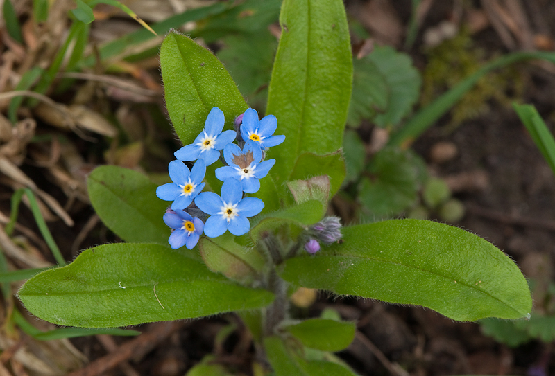 Myosotis sylvatica (door Wijnand van Buuren)