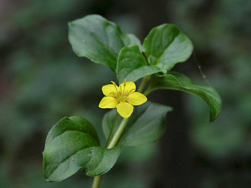 Lysimachia nemorum (door Grada Menting)