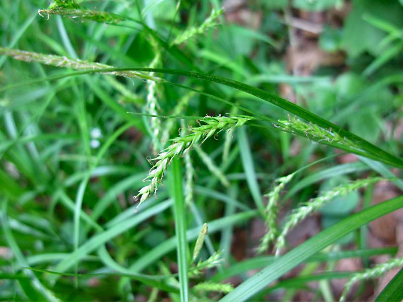 Carex sylvatica (door Grada Menting)