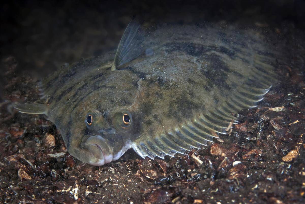 Platichthys flesus (door Marion Haarsma)