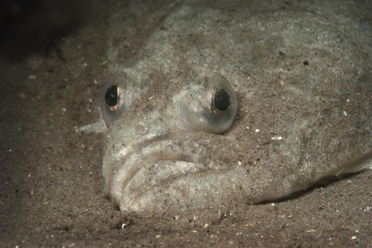 Platichthys flesus (door Marion Haarsma)