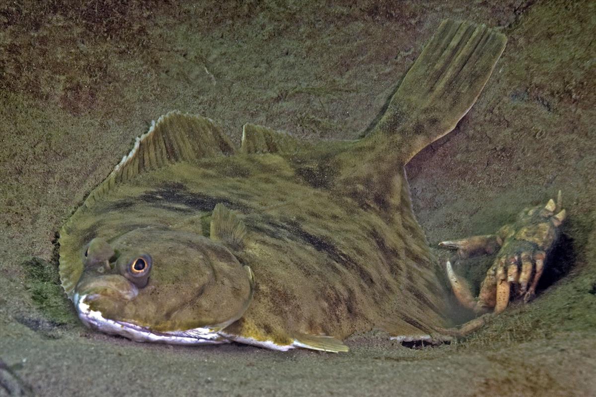 Platichthys flesus (door Marion Haarsma)