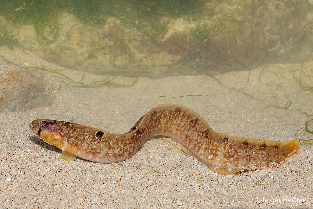 Pholis gunnellus (door Jelger Herder)