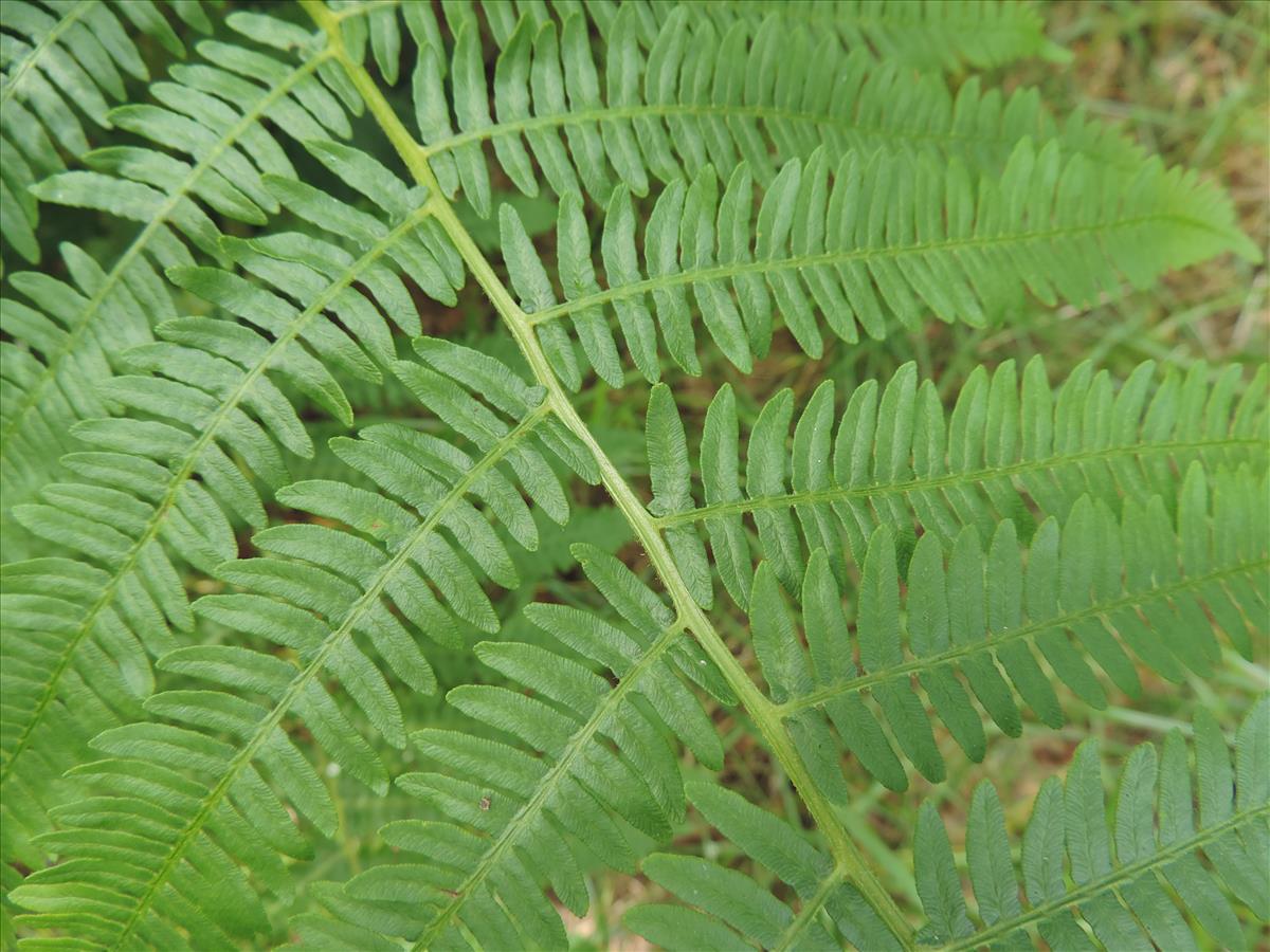 Pteridium aquilinum (door Wim van der Neut)