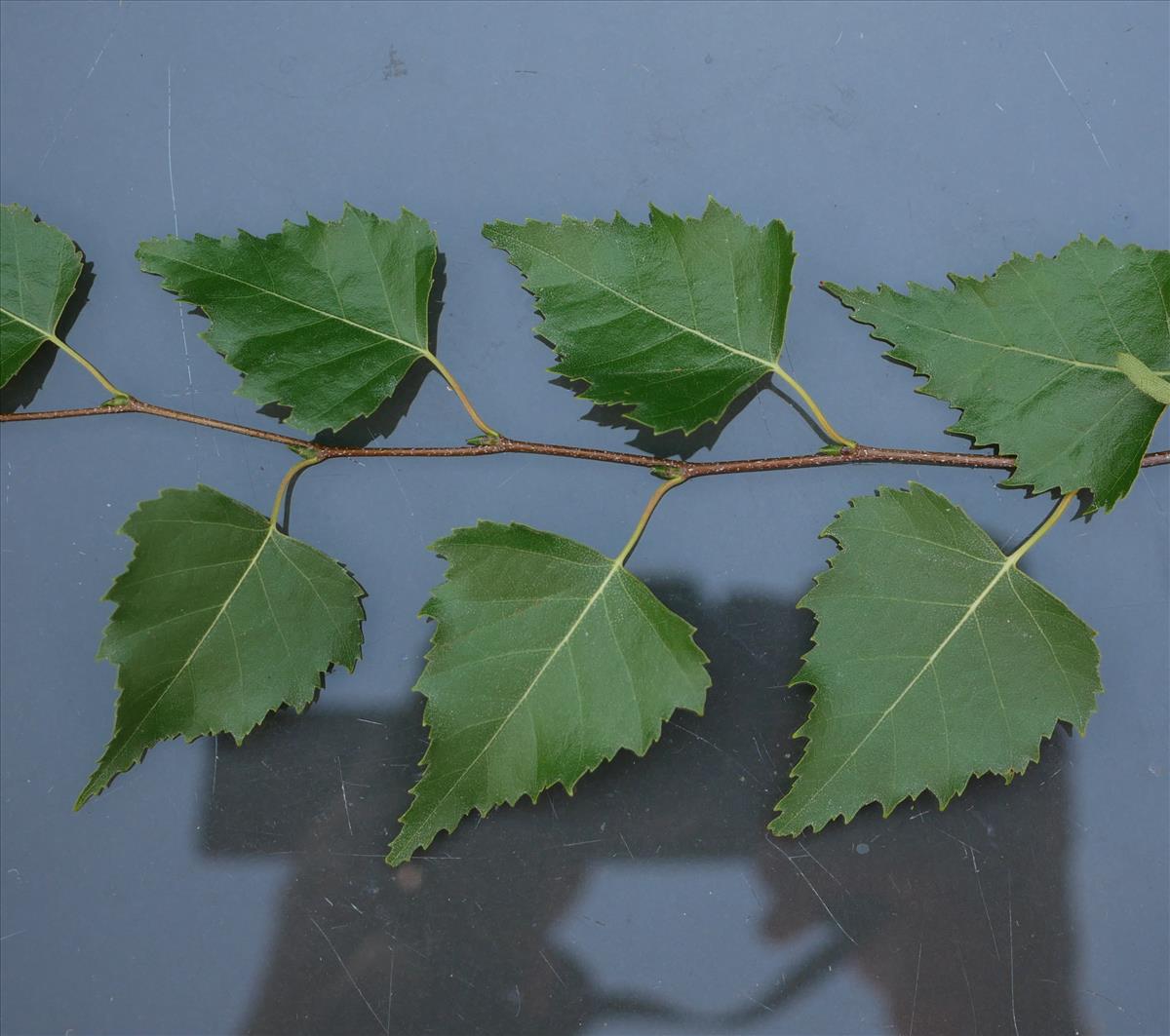 Betula pendula (door Wim van der Neut)