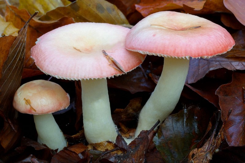 Russula emetica sl, incl. silvestris (door Gio van Bernebeek)