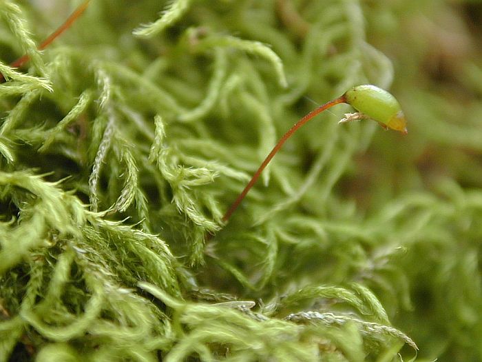 Brachythecium populeum (door Michael Lueth (www.milueth.de))