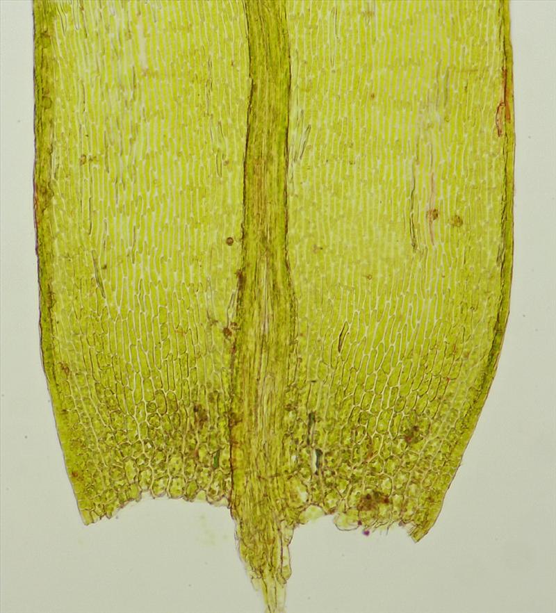 Brachythecium populeum (door Jan Kersten)