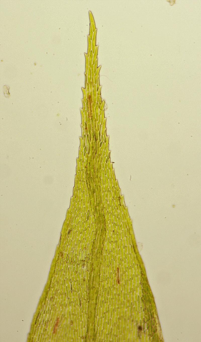 Brachythecium populeum (door Jan Kersten)