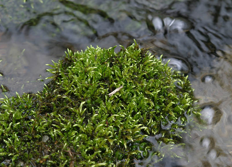 Brachythecium rivulare (door Norbert Stapper)