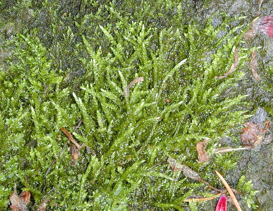 Brachythecium rivulare (door Norbert Stapper)